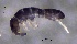  ( - SOS_COLLEMBOLA_253)  @11 [ ] by (2013) Cornelya Klutsch Norwegian Institute of Bioeconomy Research (NIBIO)