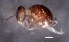  ( - SOS_COLLEMBOLA_285)  @11 [ ] by (2013) Cornelya Klutsch Norwegian Institute of Bioeconomy Research (NIBIO)