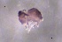  (Sminthurides parvulus - SOS_COLLEMBOLA_303)  @11 [ ] by (2013) Cornelya Klutsch Norwegian Institute of Bioeconomy Research (NIBIO)