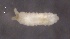  ( - SOS_COLLEMBOLA_321)  @11 [ ] by (2013) Cornelya Klutsch Norwegian Institute of Bioeconomy Research (NIBIO)