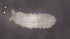  ( - SOS_COLLEMBOLA_322)  @11 [ ] by (2013) Cornelya Klutsch Norwegian Institute of Bioeconomy Research (NIBIO)