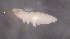  ( - SOS_COLLEMBOLA_323)  @11 [ ] by (2013) Cornelya Klutsch Norwegian Institute of Bioeconomy Research (NIBIO)