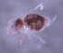  ( - SOS_COLLEMBOLA_367)  @11 [ ] by (2013) Cornelya Klutsch Norwegian Institute of Bioeconomy Research (NIBIO)