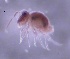  ( - SOS_COLLEMBOLA_368)  @11 [ ] by (2013) Cornelya Klutsch Norwegian Institute of Bioeconomy Research (NIBIO)