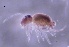  ( - SOS_COLLEMBOLA_369)  @11 [ ] by (2013) Cornelya Klutsch Norwegian Institute of Bioeconomy Research (NIBIO)