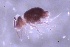  ( - SOS_COLLEMBOLA_370)  @11 [ ] by (2013) Cornelya Klutsch Norwegian Institute of Bioeconomy Research (NIBIO)