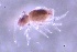  ( - SOS_COLLEMBOLA_371)  @11 [ ] by (2013) Cornelya Klutsch Norwegian Institute of Bioeconomy Research (NIBIO)