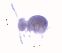  ( - SOS_COLLEMBOLA_386)  @11 [ ] Unspecified (default): All Rights Reserved  Unspecified Unspecified