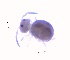  ( - SOS_COLLEMBOLA_389)  @11 [ ] Unspecified (default): All Rights Reserved  Unspecified Unspecified