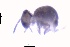  ( - SOS_COLLEMBOLA_391)  @11 [ ] Unspecified (default): All Rights Reserved  Unspecified Unspecified
