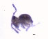  ( - SOS_COLLEMBOLA_392)  @11 [ ] Unspecified (default): All Rights Reserved  Unspecified Unspecified