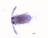  ( - SOS_COLLEMBOLA_393)  @11 [ ] Unspecified (default): All Rights Reserved  Unspecified Unspecified