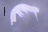  ( - SOS_COLLEMBOLA_405)  @11 [ ] Unspecified (default): All Rights Reserved  Unspecified Unspecified