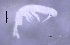  ( - SOS_COLLEMBOLA_406)  @11 [ ] Unspecified (default): All Rights Reserved  Unspecified Unspecified