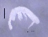  ( - SOS_COLLEMBOLA_407)  @11 [ ] Unspecified (default): All Rights Reserved  Unspecified Unspecified