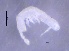  ( - SOS_COLLEMBOLA_408)  @11 [ ] Unspecified (default): All Rights Reserved  Unspecified Unspecified