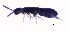  ( - SOS_COLLEMBOLA_415)  @11 [ ] Unspecified (default): All Rights Reserved  Unspecified Unspecified