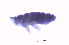  ( - SOS_COLLEMBOLA_429)  @11 [ ] Unspecified (default): All Rights Reserved  Unspecified Unspecified