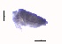  ( - SOS_COLLEMBOLA_431)  @11 [ ] Unspecified (default): All Rights Reserved  Unspecified Unspecified