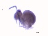  ( - SOS_COLLEMBOLA_453)  @11 [ ] Unspecified (default): All Rights Reserved  Unspecified Unspecified