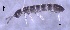  ( - SOS_COLLEMBOLA_469)  @11 [ ] Unspecified (default): All Rights Reserved  Unspecified Unspecified