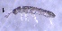  ( - SOS_COLLEMBOLA_470)  @11 [ ] Unspecified (default): All Rights Reserved  Unspecified Unspecified