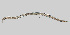  ( - NEMA-40988-B6)  @11 [ ] by-nc (2023) Oleksandr Holovachov Swedish Museum of Natural History