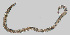  ( - NEMA-40988-B7)  @11 [ ] by-nc (2023) Oleksandr Holovachov Swedish Museum of Natural History