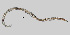  ( - NEMA-40988-B8)  @11 [ ] by-nc (2023) Oleksandr Holovachov Swedish Museum of Natural History