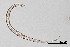  (Teratocephalidae - NEMA-40989-D1)  @11 [ ] by-nc (2024) Oleksandr Holovachov Swedish Museum of Natural History