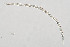  ( - NEMA-40989-F11)  @11 [ ] by-nc (2024) Oleksandr Holovachov Swedish Museum of Natural History