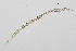  ( - NEMA-40989-H8)  @11 [ ] by-nc (2024) Oleksandr Holovachov Swedish Museum of Natural History