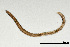  (Prionchulinae - NEMA-40991-F5)  @11 [ ] by-nc (2024) Oleksandr Holovachov Swedish Museum of Natural History