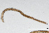  ( - NEMA-40991-F8)  @11 [ ] by-nc (2024) Oleksandr Holovachov Swedish Museum of Natural History