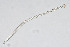  ( - NEMA-40991-G2)  @11 [ ] by-nc (2024) Oleksandr Holovachov Swedish Museum of Natural History