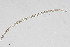  ( - NEMA-40991-G3)  @11 [ ] by-nc (2024) Oleksandr Holovachov Swedish Museum of Natural History