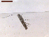  (Acrocercops syzygiena - CLV7557)  @11 [ ] CreativeCommons  Attribution Non-Commercial Share-Alike (2019) Carlos Lopez Vaamonde Institut National de la Recherche Agronomique, Zoologie Forestiere