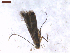  (Amblyptila - CLV7564)  @11 [ ] CreativeCommons  Attribution Non-Commercial Share-Alike (2019) Carlos Lopez Vaamonde Institut National de la Recherche Agronomique, Zoologie Forestiere