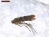  (Phyllonorycter brachylaenae cf - CLV7566)  @11 [ ] CreativeCommons  Attribution Non-Commercial Share-Alike (2019) Carlos Lopez Vaamonde Institut National de la Recherche Agronomique, Zoologie Forestiere