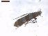  ( - CLV7567)  @11 [ ] CreativeCommons  Attribution Non-Commercial Share-Alike (2019) Carlos Lopez Vaamonde Institut National de la Recherche Agronomique, Zoologie Forestiere