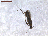  (Cryptolectica capnodecta - CLV7576)  @11 [ ] CreativeCommons  Attribution Non-Commercial Share-Alike (2019) Carlos Lopez Vaamonde Institut National de la Recherche Agronomique, Zoologie Forestiere