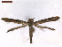  (Semnocera - CLV7578)  @11 [ ] CreativeCommons  Attribution Non-Commercial Share-Alike (2019) Carlos Lopez Vaamonde Institut National de la Recherche Agronomique, Zoologie Forestiere