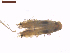  (Phyllocnistis magalismontani - CLV7579)  @11 [ ] CreativeCommons  Attribution Non-Commercial Share-Alike (2019) Carlos Lopez Vaamonde Institut National de la Recherche Agronomique, Zoologie Forestiere