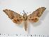  (Ambulyx wilemani - BC-Hax0107)  @15 [ ] Copyright (2010) Unspecified Research Collection of Jean Haxaire