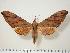  (Ambulyx johnsoni - BC-Hax0112)  @14 [ ] Copyright (2010) Unspecified Research Collection of Jean Haxaire