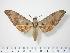  (Ambulyx bima bima - BC-Hax0130)  @14 [ ] Copyright (2010) Unspecified Research Collection of Jean Haxaire