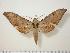 ( - BC-Hax0135)  @15 [ ] Copyright (2010) Unspecified Research Collection of Jean Haxaire