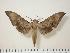  ( - BC-Hax0136)  @15 [ ] Copyright (2010) Unspecified Research Collection of Jean Haxaire