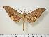  ( - BC-Hax0138)  @14 [ ] Copyright (2010) Unspecified Research Collection of Jean Haxaire