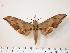  ( - BC-Hax0145)  @15 [ ] Copyright (2010) Unspecified Research Collection of Jean Haxaire